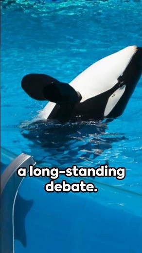 Orca Tilikum's Fatal Attack!