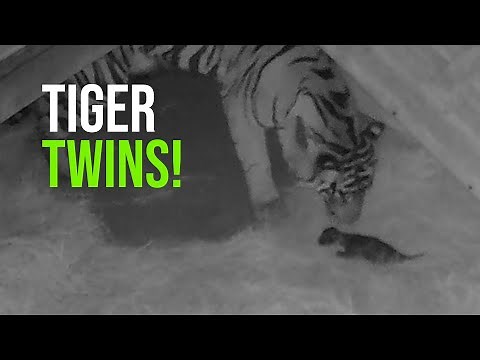 OKC Zoo Celebrates Birth Of Critically Endangered Sumatran Tiger Twins