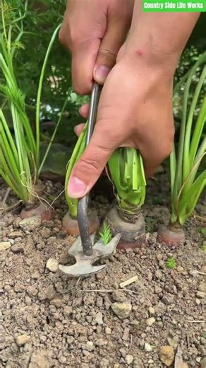 🥕🌿Mechanical Under-Cutter Tool for Selective Taproot Harvesting and Soil Loosening#shorts