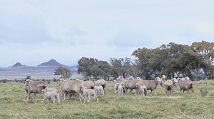 14K views · 400 reactions | This sheep farm in South Africa has shifted its practices in a bid to meet sustainable standards. For sheep farmer, Stefan Erasmus, it’s a step in the right direction in ensuring that he maximizes production while protecting the environment | Reuters | Facebook