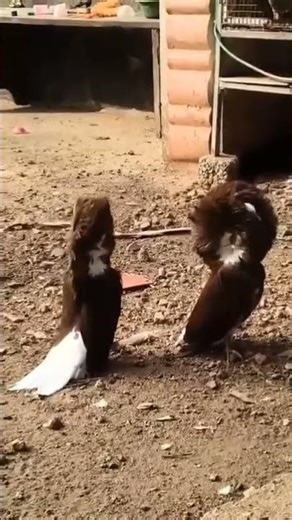 beautiful jocbin pigeons