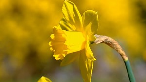Flower, Daffodil, Yellow