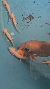 16K views · 45K reactions | #fundacionaxolotlali #axolotl #ajolote #conservacion #ajolotes #ecologia #medioambiente #animales #comida #lombrices #alimento #mascotas #anfibios | Citlali Vargas | Facebook