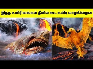 எரிமலைகளில் வாழும் விசித்திரமான விலங்குகள் | Animals That Live In Volcanoes | Tamil Amazing Facts