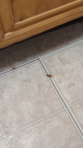 And I just moved in too 😭 #villianess #evilmonologue #pestcontrol #pestcontroltiktok #exterminatortiktok #villianoriginstory #transvoice #roaches