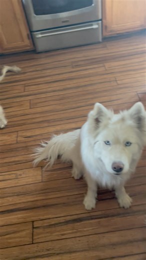 Ever have that feeling like….. | Jasper Blues Siberians