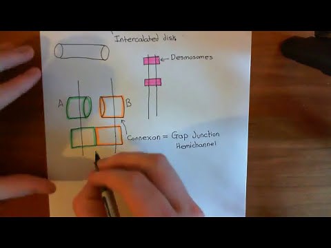 GAP Junctions between Cardiomyocytes Part 1