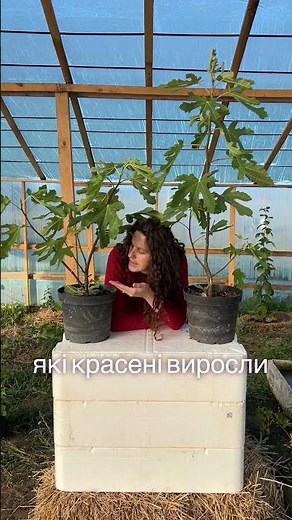 Вирощування Інжиру в горщику. Інжир в квартирі. Як доглядати за Інжиром.