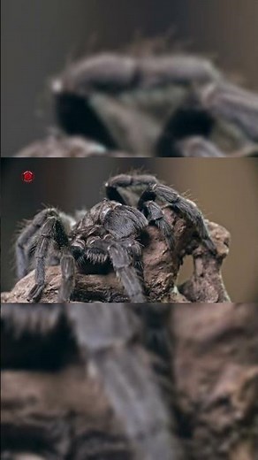 Real Spider Sounds | High Quality | Scary Spider Sound Experience! | 4K #shorts