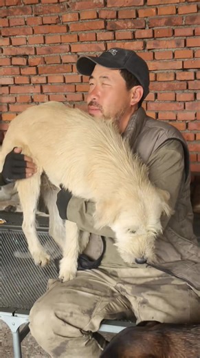 103K views · 3.1K reactions | King Charles alpha dog with his caretaker uncle beard. | King Charles dog | Facebook