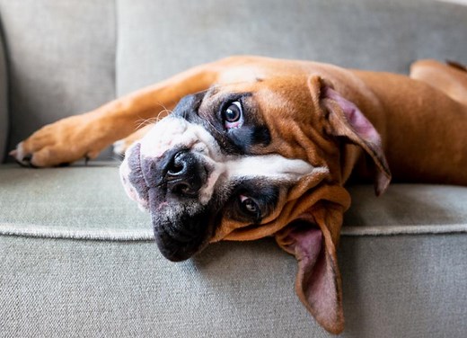 Reverse Sneezing in Dogs: Causes and What to Do | PetMD