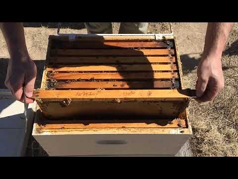 Hive Inspection Part 2: How to Find the Queen (Systematically)!