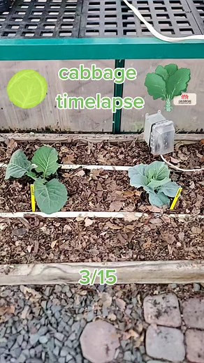 Cabbage Growth Time Lapse | Gardening Process Revealed