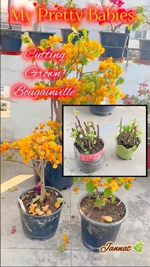 Propagate/Grow Hundreds of Bougainville plants from cuttings 🌱 #bougainvillea #bougainville
