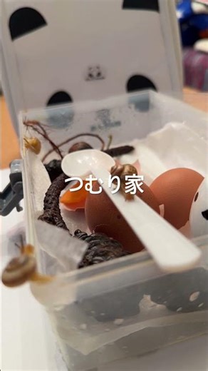 【つむり家51】生きとし