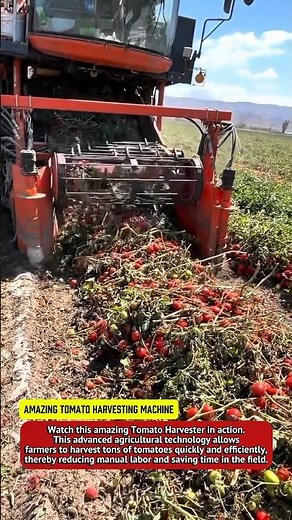 Amazing Tomato Harvesting Machine | Modern Agriculture Technology You Must See.