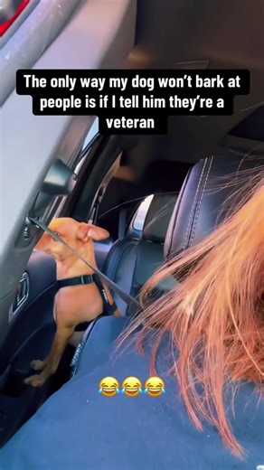 Hilarious Moments of Dogs Being Their Adorable Selves