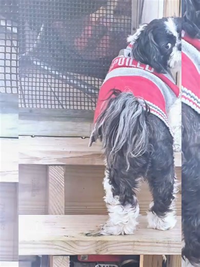 Exploring the Creators Pilot Program for Pet Content