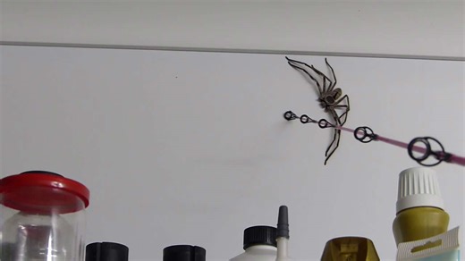 Australians share garage with giant huntsman spider