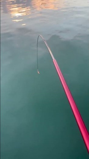 湾内でのんびり竿を出す。のべ竿で気軽にサビキ釣り。小さな針でサシエサをすれば、何某の魚が釣れます。のべ竿は穂先が柔らかいので、曲がるのを見るだけで、日常のわずらわしさから解放されます。