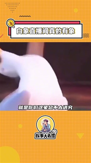 好离谱，怎么#白象直播间真的有象 啊！而且还有两只！#白象#国货#商战#万万没想到