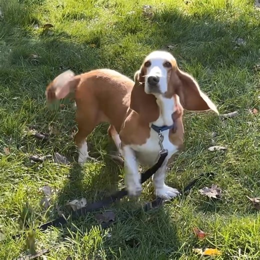 Summer #905 is an 8-year-old tan-and-white lady basset who weighs in at 40 pounds. She was part of a breeder release from down south. Her foster home describers her as deerlike, with big doe eyes and slightly longer legs (well, for a basset, anyway!) She’s learning how to be a house dog and could use a confident hound friend to show her the lazy basset life. She’s a submissive member of the pack, following the others and copying what they do. A new bestie who’s not afraid to share their person w