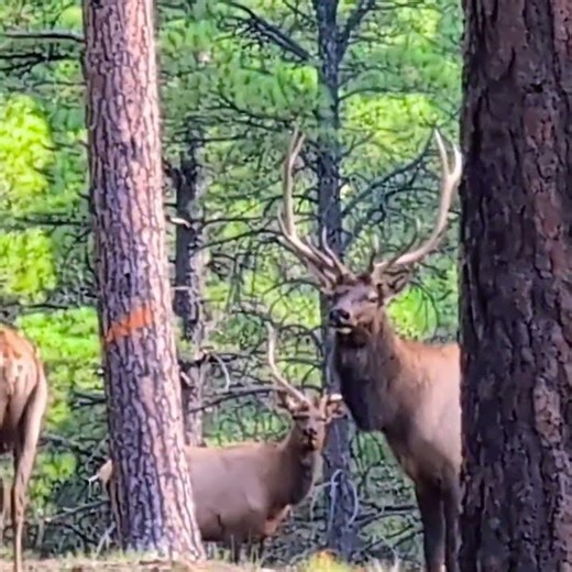 Elk Stag and Friends in the Coconino National Forest Arizona