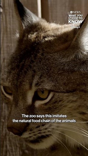 Danish zoo asks people to donate small pets as prey for animals