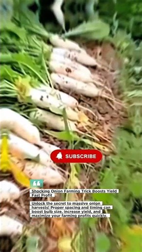 Shocking Onion Farming Trick Boosts Yield Fast Profit #OnionFarming #AgriTips #SmartFarming