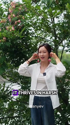 The Silk Tree: Soft Flowers, Incredible Survival