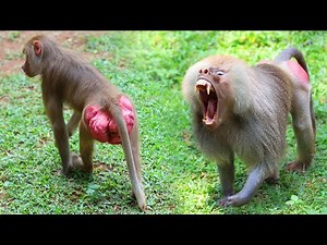 BABOON Got angry | ANIMAL LIFE