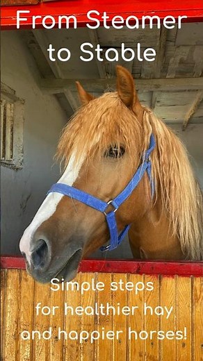 From Steamer to Stable – How a Hay Steamer Turns Simple Hay into Scrumptious Feed