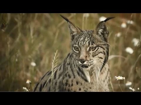O Lince Ibérico