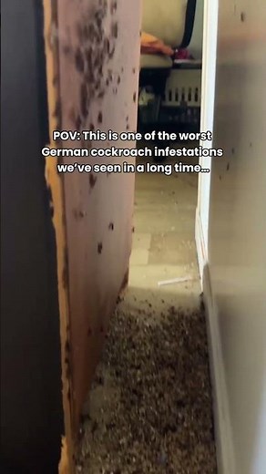 This one was next level. German cockroach infestations like this don’t happen overnight…