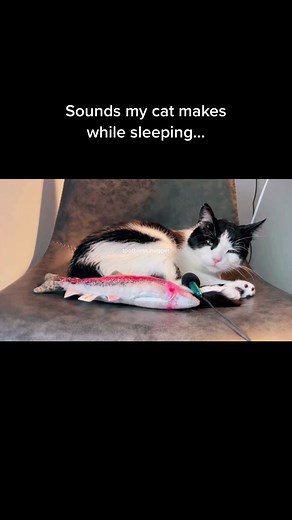 Toothless Nugget on TikTok