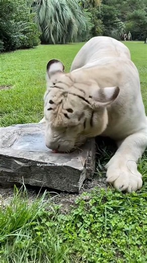 Tiger running full speed 45-50 mph #power #strength #tiger #run | Kody Antle