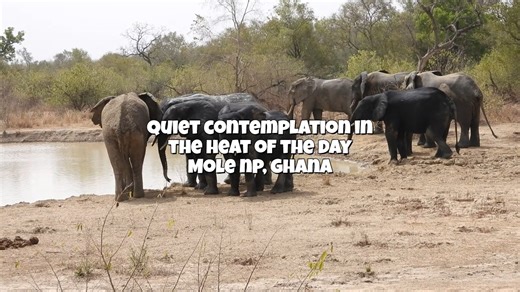 MOLE NATIONAL PARK - NOTHERN GHANA SAVANNA REGION - Hot, Humid and Stuffy at times but worth a visit with Waynz World of Safaris-by-Design Elephants quietly contemplating life in the midday heat. #waynzworld #safarisbydesign #dwindlinggiants #africanelephant #africanelephantsofinstagram #pachyderms #pachydermsofinstagram | Waynz World of Safaris-by-Design