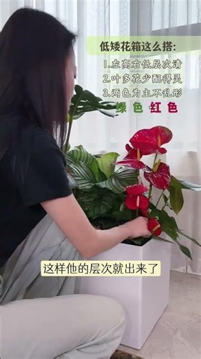 Blossom Box Beauty: Early Spring's Vitality Unveiled