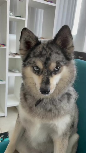 Pomsky - The Adorable Pomeranian Husky Mix