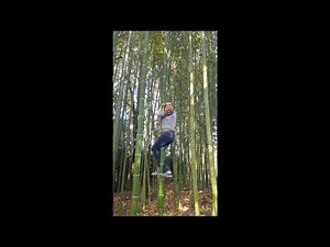 Raccolta di Bambù Gigante Madake coltivato in Italia