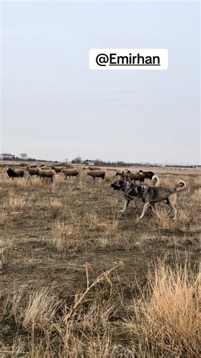 Dogs Chasing Sheep in an Open Field