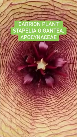 Carrion plant aka Stapelia gigantea #botany #flowers #rare #nature #science #plantsmakepeoplehappy #reels | Crime Pays But Botany Doesn't