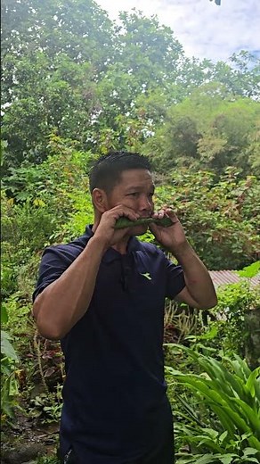 Do you know what a Muntjac deer's call sounds like? #1stopborneo #borneonaturetravelguide #wildlife