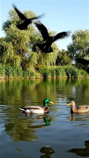 Crows Attack Ducks in the River