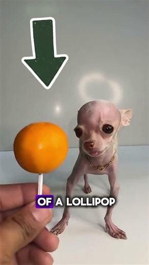 The World’s Tiniest Dog?😍 Meet Mew, Only 250 Grams!