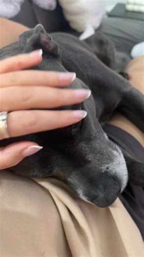 Endearing Blue Nose Puppies with Big Hearts