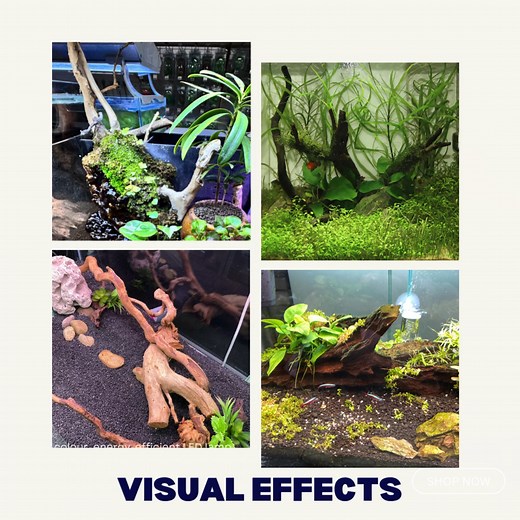 🌿 Natural Beauty for Your Tank Starts Here! 🐟🦎 Add an exotic touch to your aquarium or terrarium with our premium driftwood – nature's finest decor! ✨ Features: 🌲 Exotic Driftwood – Perfect for aquariums, terrariums, flower pots & more 💧 Clean & Water-Ready – Sinks easily, no hassle 🌊 Water Softening Effect – Creates a healthier environment 🌿 Natural Aesthetic – Bring the wild into your tank! Whether you're decorating a fish tank, reptile habitat, or even a flower pot, our driftwood is th