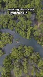 7.9K views · 187 reactions | These biodiverse ecosystems are rich...