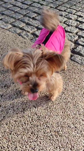 Yorkie Lucy Pink Birthday Jacket #dog #yorkie #yorkshireterrier