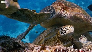 4 years in the making. Blue Planet II, narrated by Sir David Attenborough is now available on Google Play. | BBC Earth